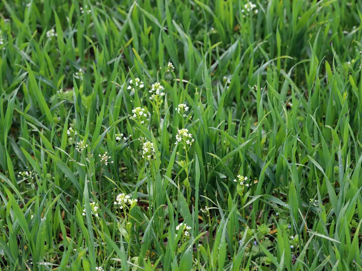 Chwasty w zbożu konkurencja o składniki odżywcze