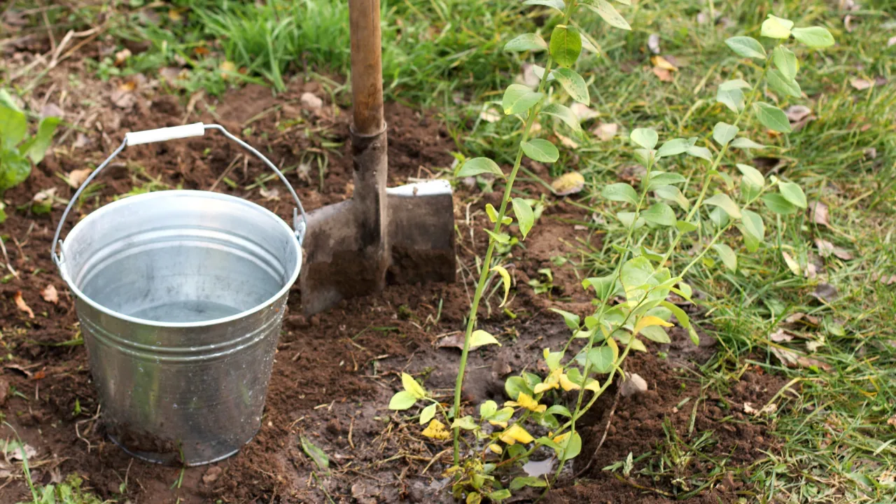 Sadzenie borówki amerykańskiej wymaga odpowiednich odstępów. Na zdjęciu widać młodą borówkę, łopatę i wiadro z wodą, gotowe do pracy w ogrodzie.