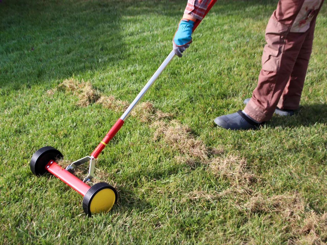 Osoba w rękawiczkach używa narzędzia do wertykulacji i aeracji trawnika, usuwając filc i poprawiając dostęp powietrza do korzeni.