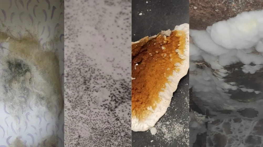 dokumentacja fotograficzna grzyba w mieszkaniu