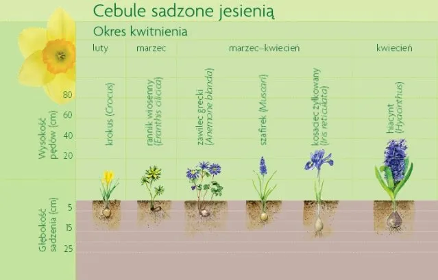 sadzenie cebul hiacynt&oacute;w głębokość