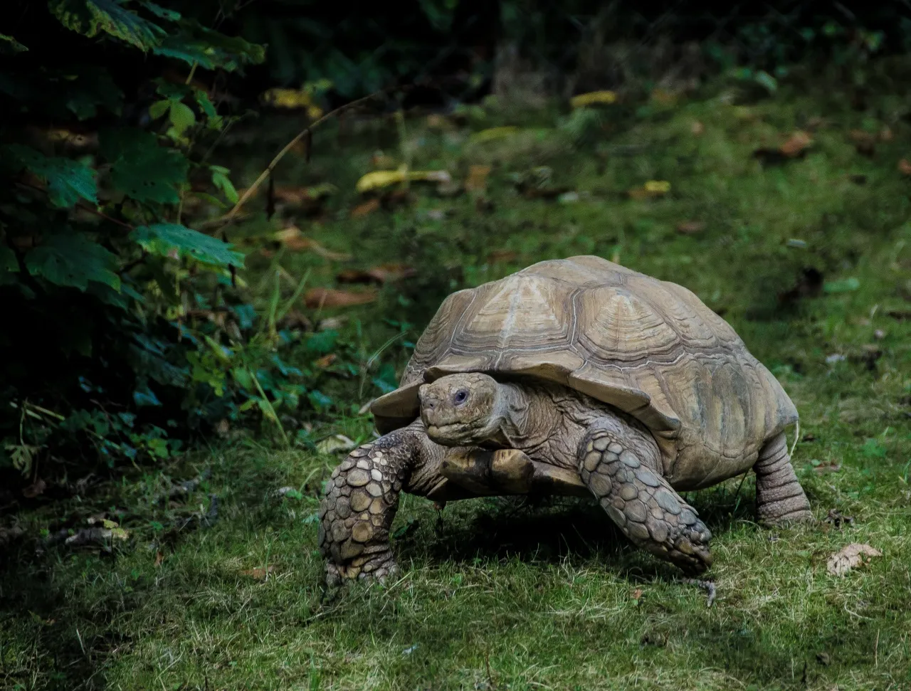 Mapa Wysp Galapagos na Oceanie Spokojnym