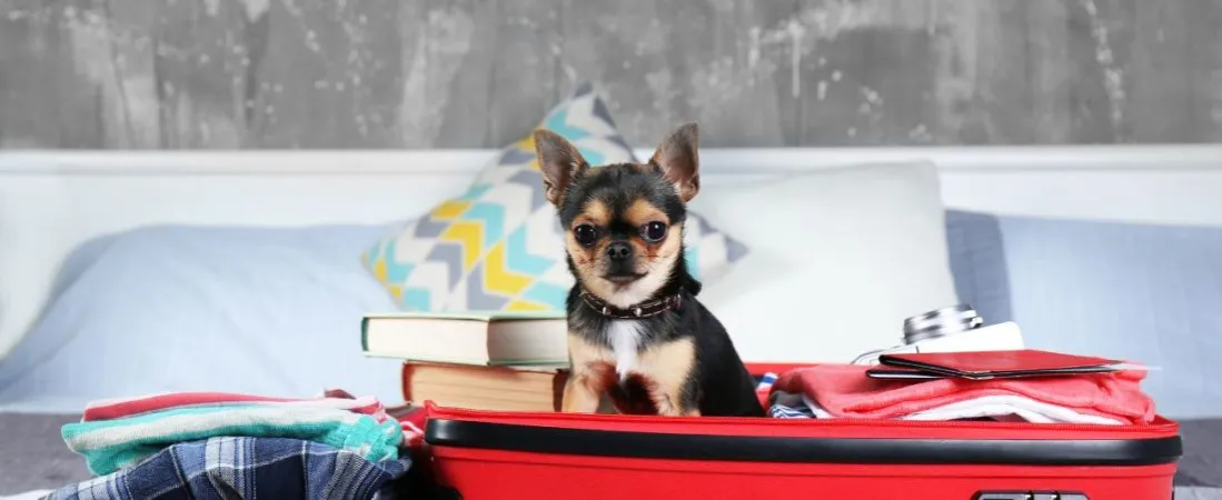 lista rzeczy dla psa na wyjazd do hotelu