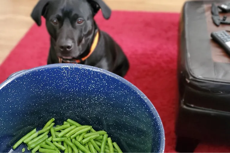 różne formy fasolki szparagowej dla psa