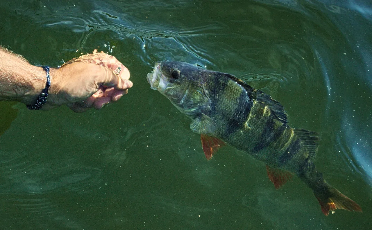 Okoń zbliża się do dłoni w wodzie, jakby szukał przynęty. Idealny okaz na jaki spinning na okonie.
