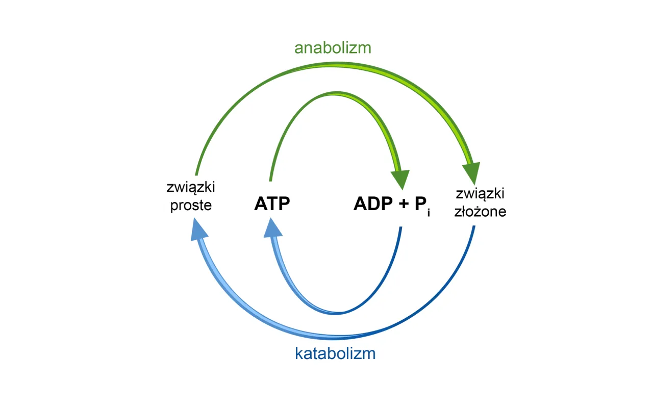Schemat cyklu anabolizmu i katabolizmu. Proste związki tworzą złożone (anabolizm), a złożone rozpadają się na proste (katabolizm), generując ATP. To jest metabolizm co to.
