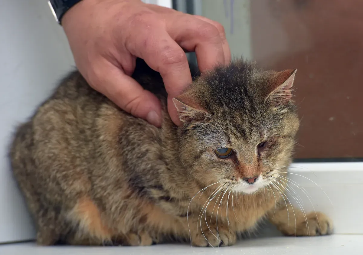 Delikatny dotyk dłoni na głowie kota. Pamiętaj o regularnym odrobaczaniu kota, co ile powinno się to odbywać, by zapewnić mu zdrowie.