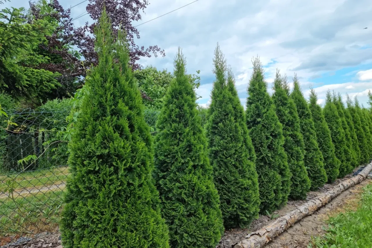 Rząd zielonych tuj, które tworzą żywopłot. Czy tuja to drzewo? Tak, to wiecznie zielone drzewo iglaste, idealne do ogrodów.