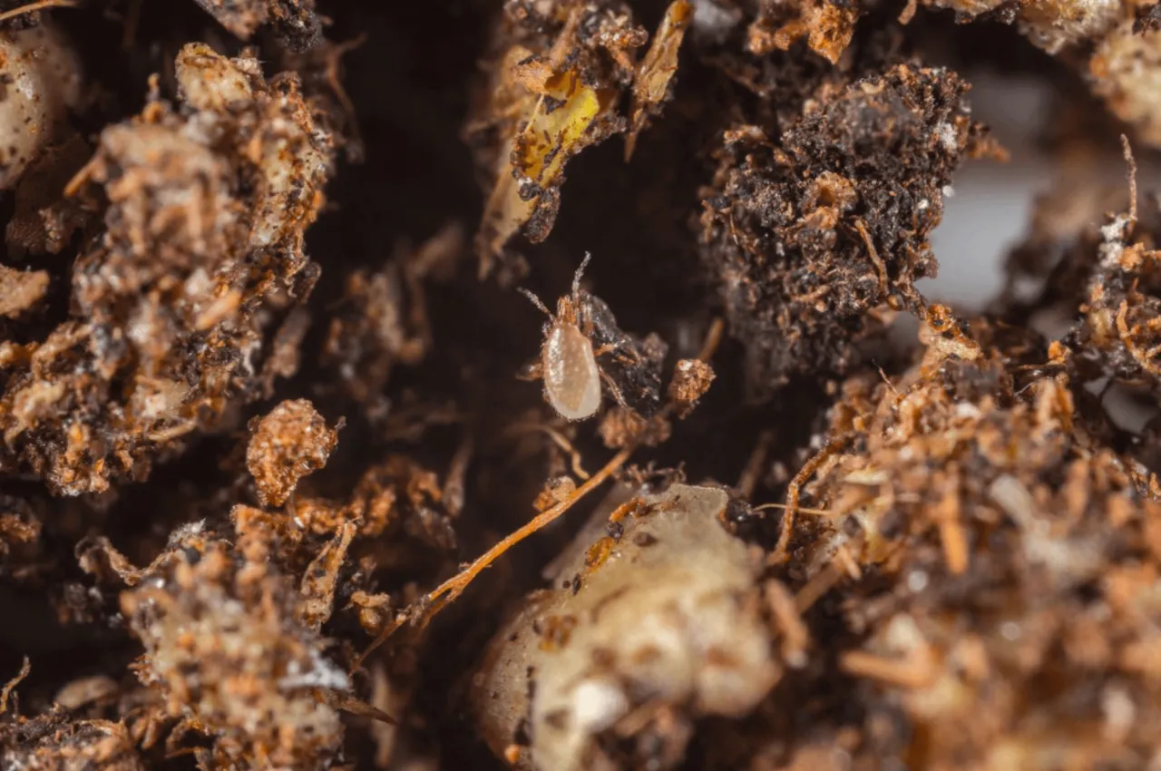 roztocza w terrarium zdjęcia