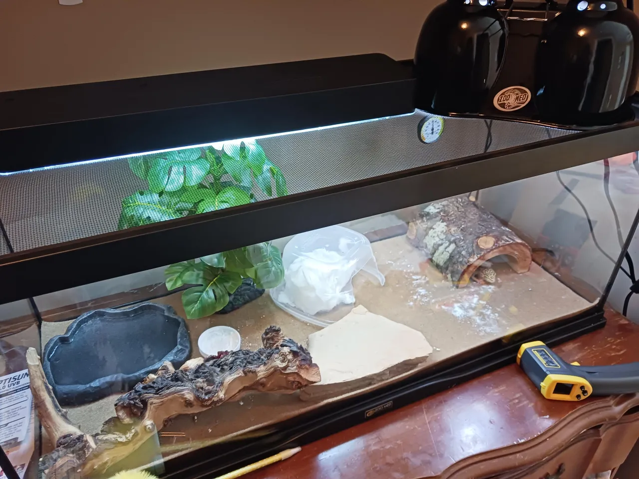 Gekon lamparci wygrzewający się na skale