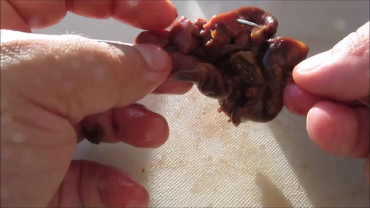 jak założyć wątr&oacute;bkę na haczyk wędkarski