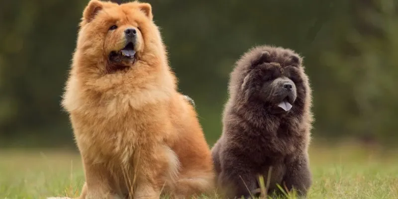 R&oacute;żne rasy ps&oacute;w i ich potrzeby żywieniowe