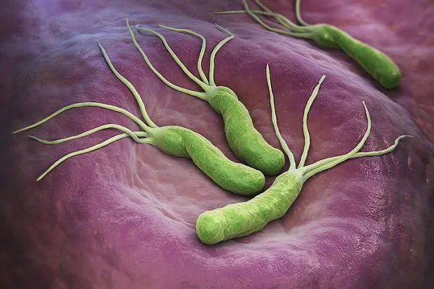 Helicobacter pylori bakteria wygląd