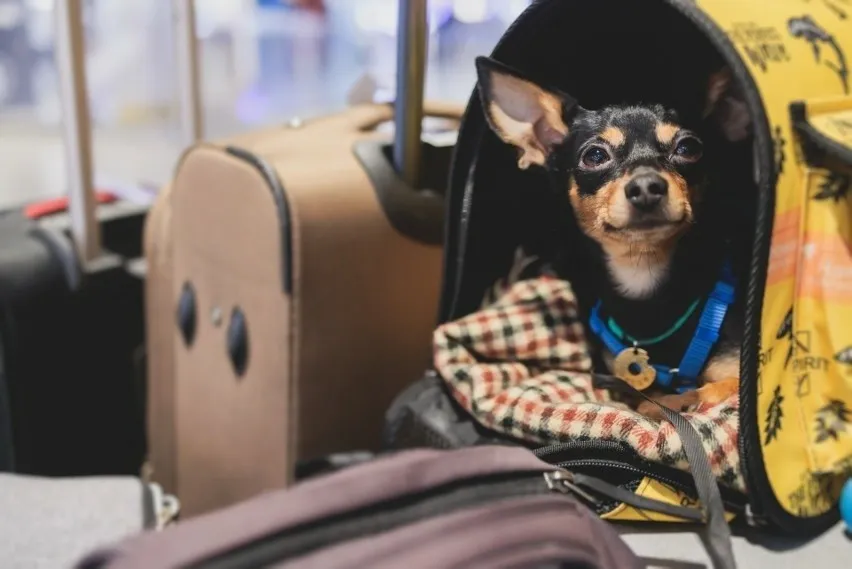 porównanie cen biletów dla psa polregio pkp intercity