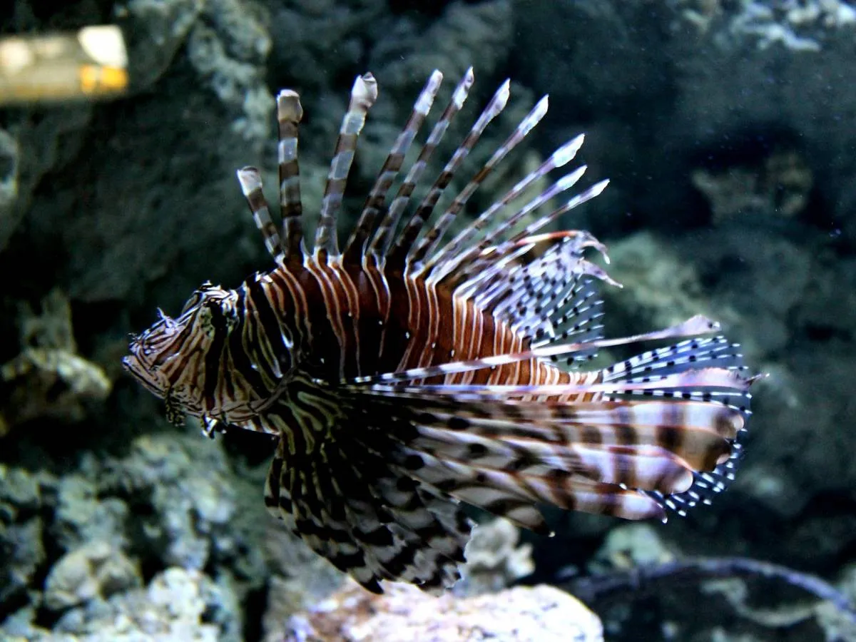 Oceanarium w Łebie akwaria z rybami egzotycznymi