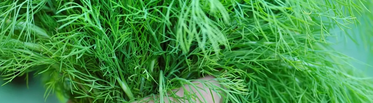 różne odmiany koperku