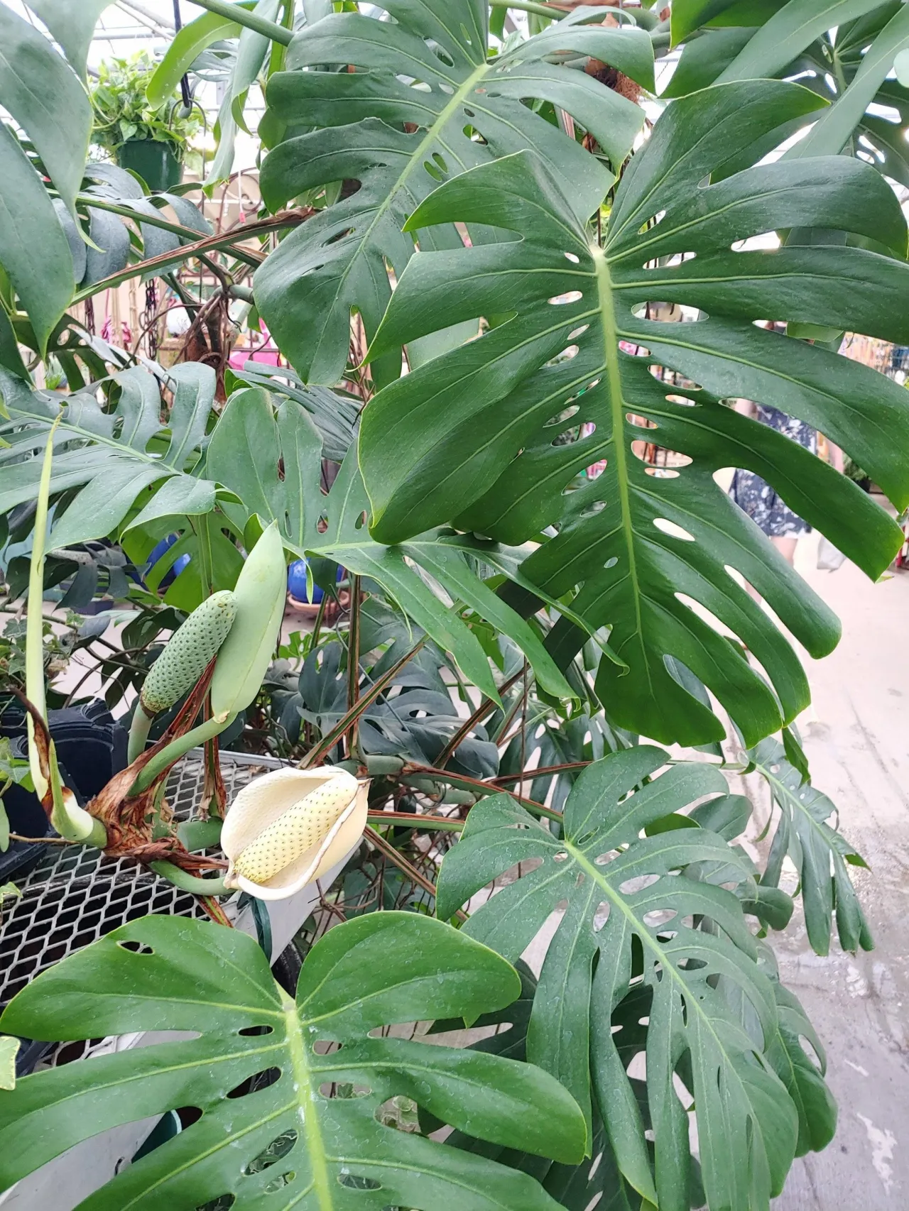 Zdjęcie Czy monstera kwitnie? Rzadkie kwiaty i tajemnice pielęgnacji