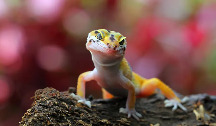 Zdjęcie Agama czy gekon - który jaszczur lepiej odpowiada Twoim potrzebom?