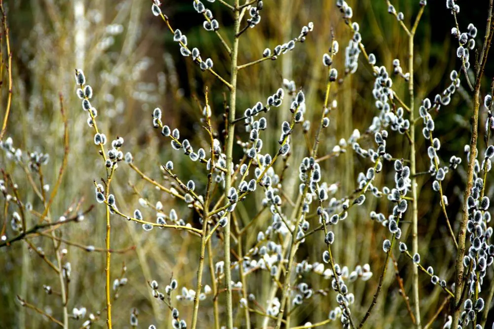 Zdjęcie Bazie kotki na jakim drzewie? Odkryj tajemnice ich pochodzenia