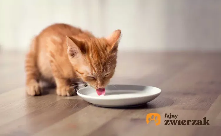 Zdjęcie Jakie mleko dla małego kotka? Unikaj krowiego mleka i pomyśl o zdrowiu kociaka
