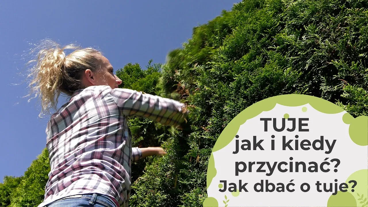 Zdjęcie Kiedy przycinać tuje brabant, aby uniknąć błędów w pielęgnacji