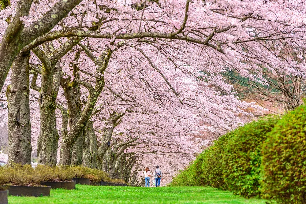 Zdjęcie Japonia w 3 tygodnie - szczegółowy plan zwiedzania kraju kwitnącej wiśni