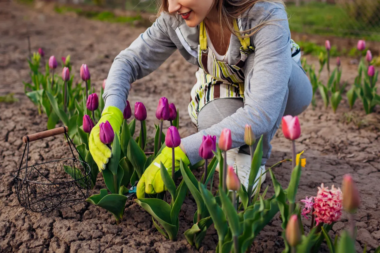 Zdjęcie Tulipan kiedy sadzić - idealny czas na zdrowe kwiaty w ogrodzie