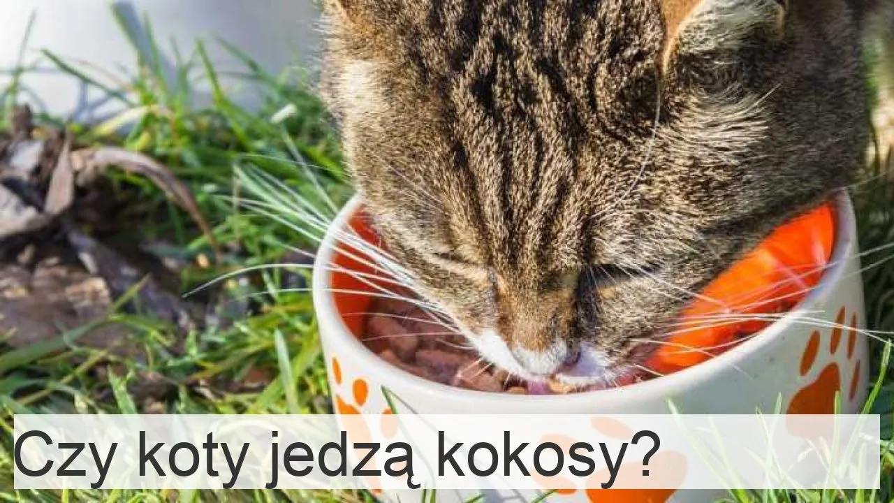 Zdjęcie Czy koty mogą jeść paprykę? Poznaj ryzyko i bezpieczne zasady