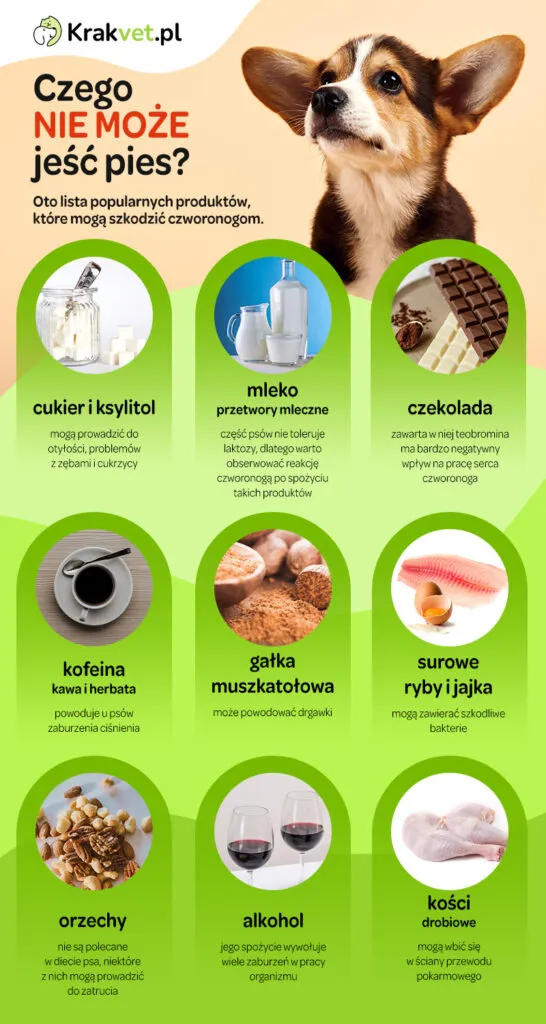 Zdjęcie Czy pies może jeść morwę? Bezpieczne zasady i potencjalne ryzyko