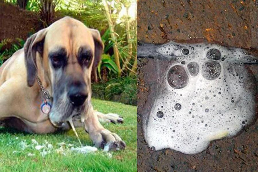 Zdjęcie Por qué vomitan los perros: causas, síntomas y cómo prevenirlo