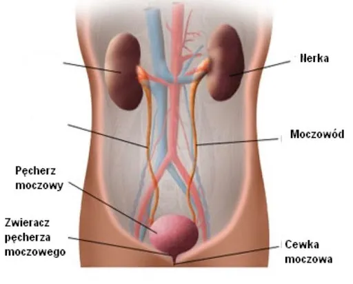 Zdjęcie Jakie badania są niezbędne przy zapaleniu pęcherza moczowego?