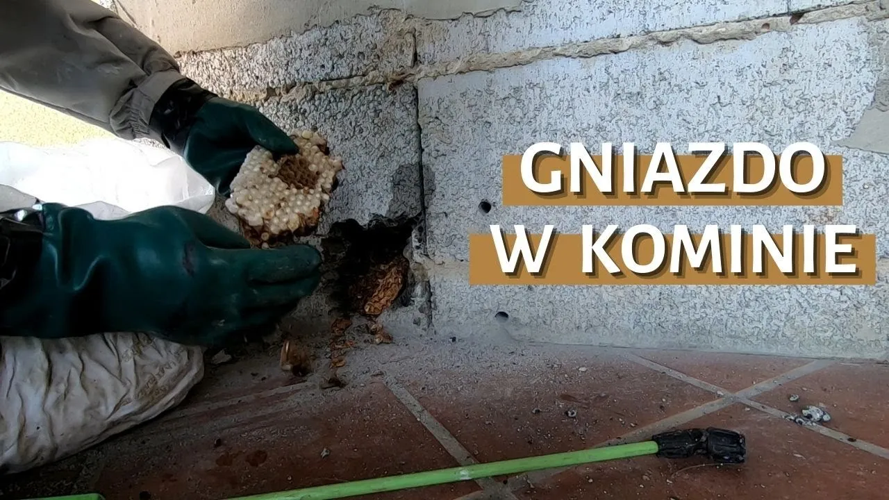 Zdjęcie Jak usunąć gniazdo kawek z komina bez łamania prawa i stresu