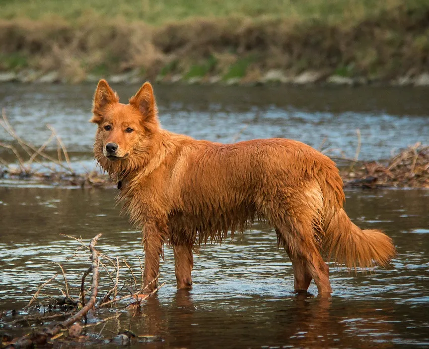 Zdjęcie Was ist ein Hund? Die überraschende Wahrheit über unsere besten Freunde