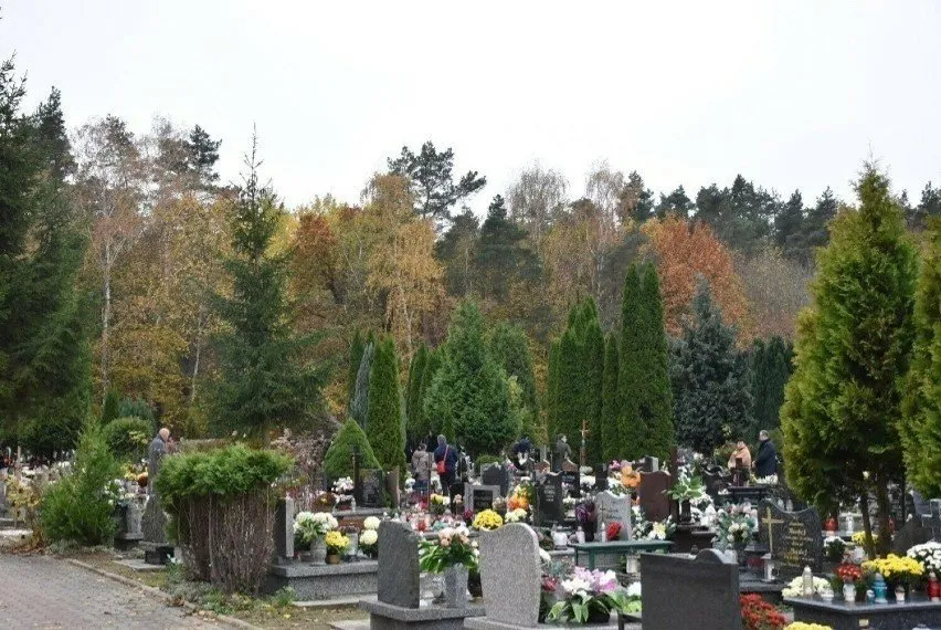 Zdjęcie Kto odpowiada za drzewa na cmentarzu i jak dbać o ich zdrowie?