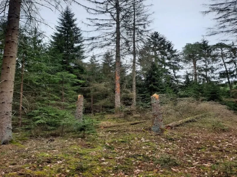 Zdjęcie Czego nie wolno robić w lesie? Unikaj tych groźnych błędów