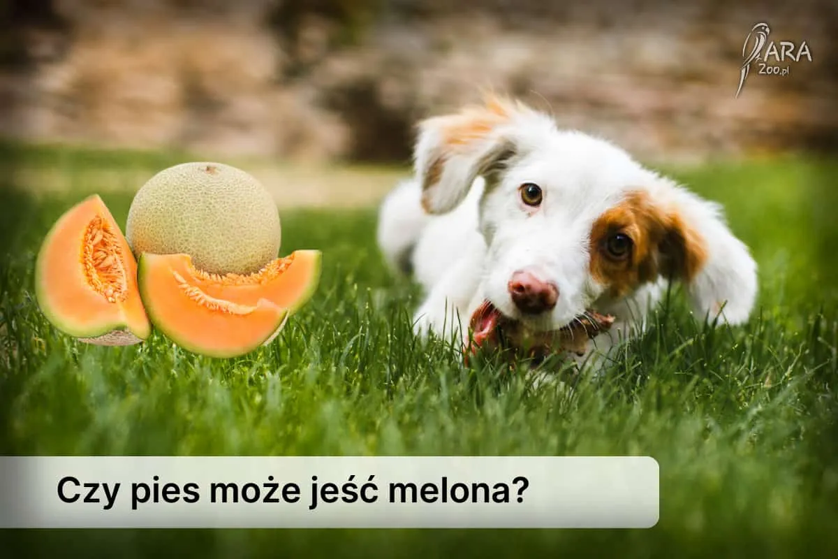 Zdjęcie Czy pies może jeść cukier? Dowiedz się, jakie to niesie ryzyko