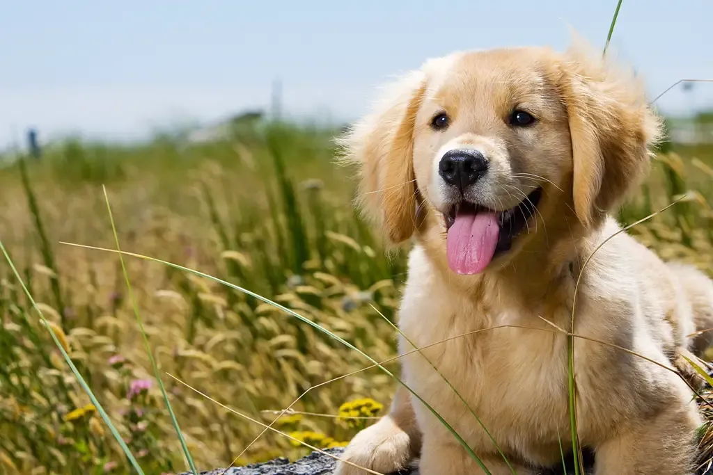 Zdjęcie Ile karmy dla szczeniaka Golden Retriever? Poznaj dokładne dawki