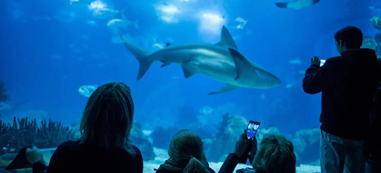 Zdjęcie Oceanarium w Lizbonie - Ciekawe atrakcje, bilety i godziny otwarcia