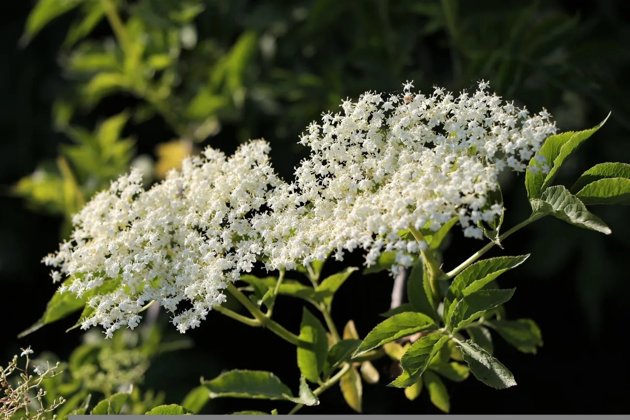 Kwitnący czarny bez w maju