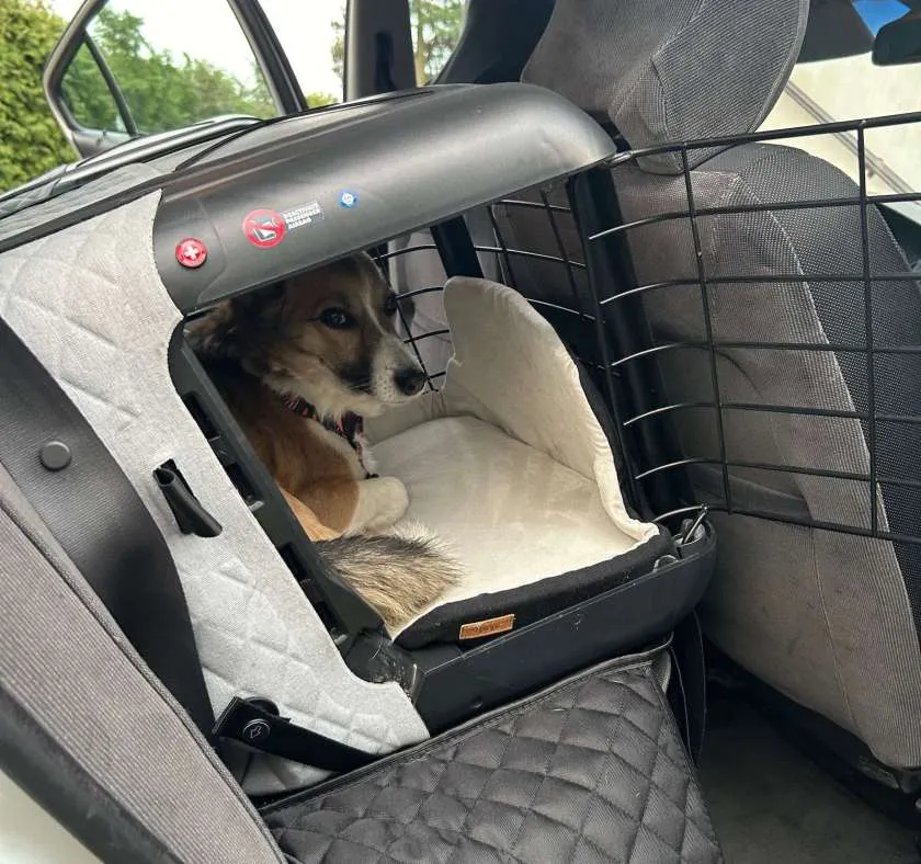 r&oacute;żne metody przewożenia psa w samochodzie por&oacute;wnanie