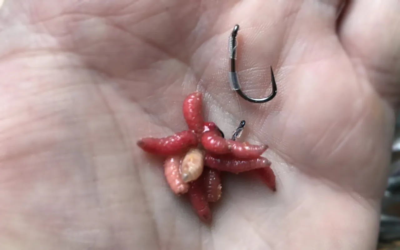 Rodzaje haczyków do białych robaków