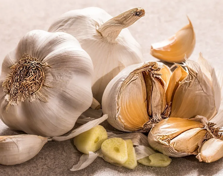 objawy zatrucia czosnkiem u psa