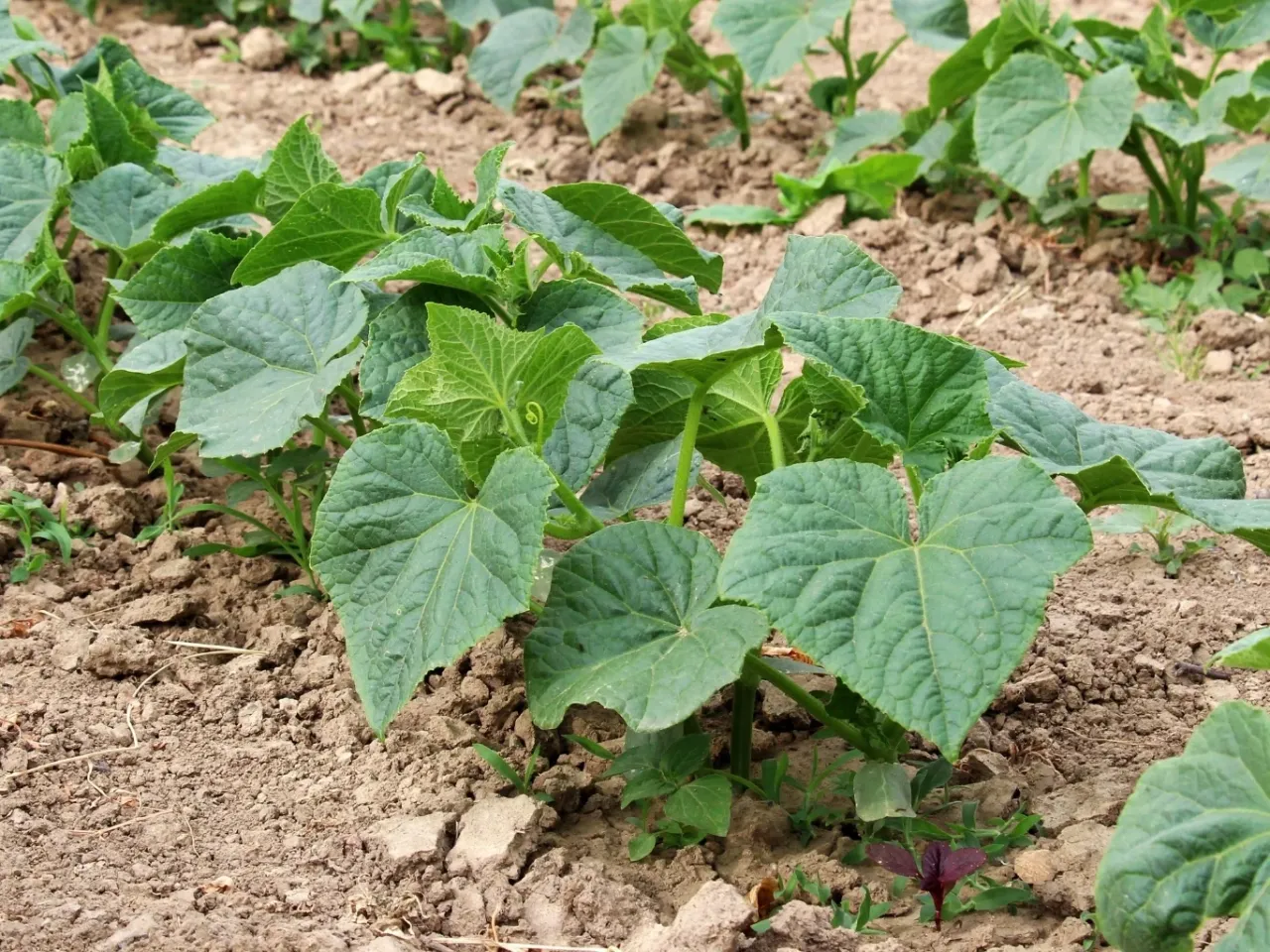 Młode rośliny og&oacute;rk&oacute;w na grządce. Zastanawiasz się, dlaczego og&oacute;rki nie kwitną? Może potrzebują więcej słońca lub odpowiedniego nawożenia.