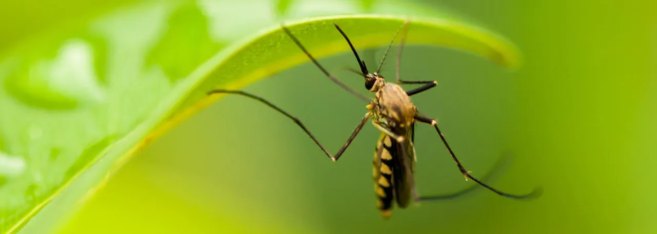 kleszcz komar wektor chorób