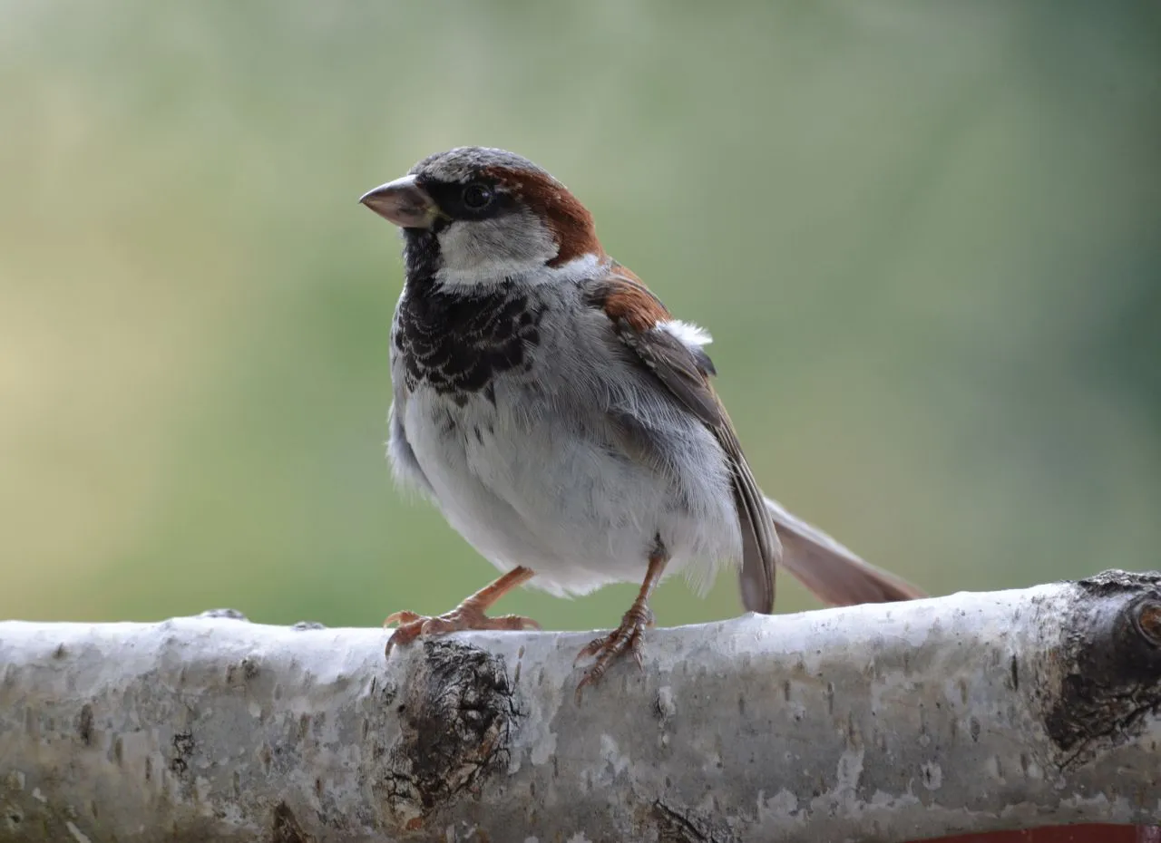 Zdjęcie Jak wróble przetrwają zimę? Dowiedz się, gdzie zimuje wróbel w Polsce