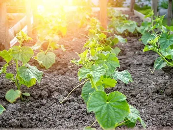Sadzenie ogórków w gruncie