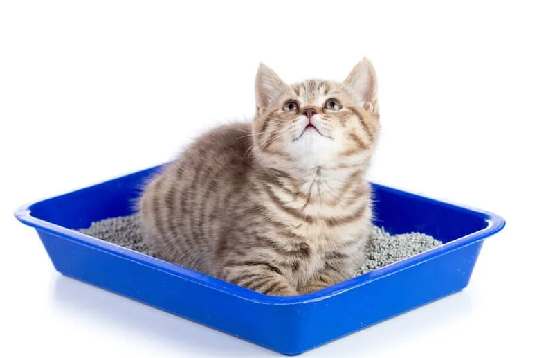 mały kotek w kuwecie