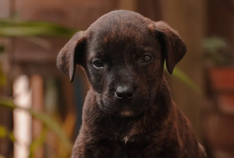 smutny szczeniak z matową sierścią i wzdętym brzuszkiem