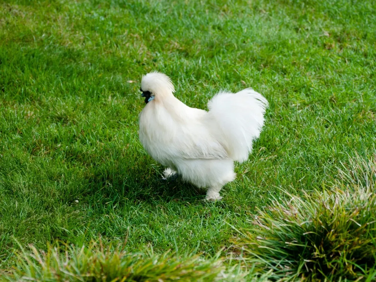 Puszysta biała kura ozdobna rasy jedwabistej spaceruje po zielonej trawie.