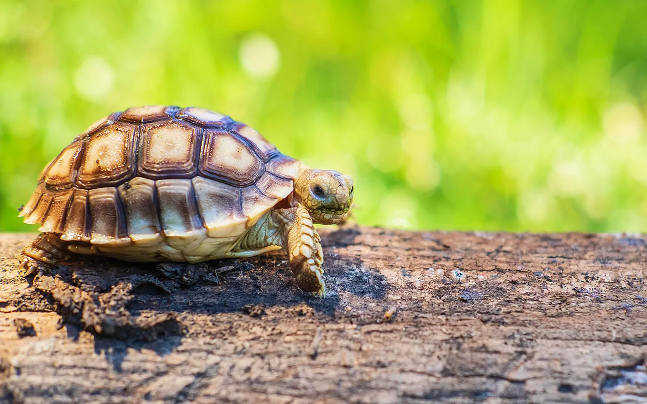 Wyposażenie terrarium dla żółwia